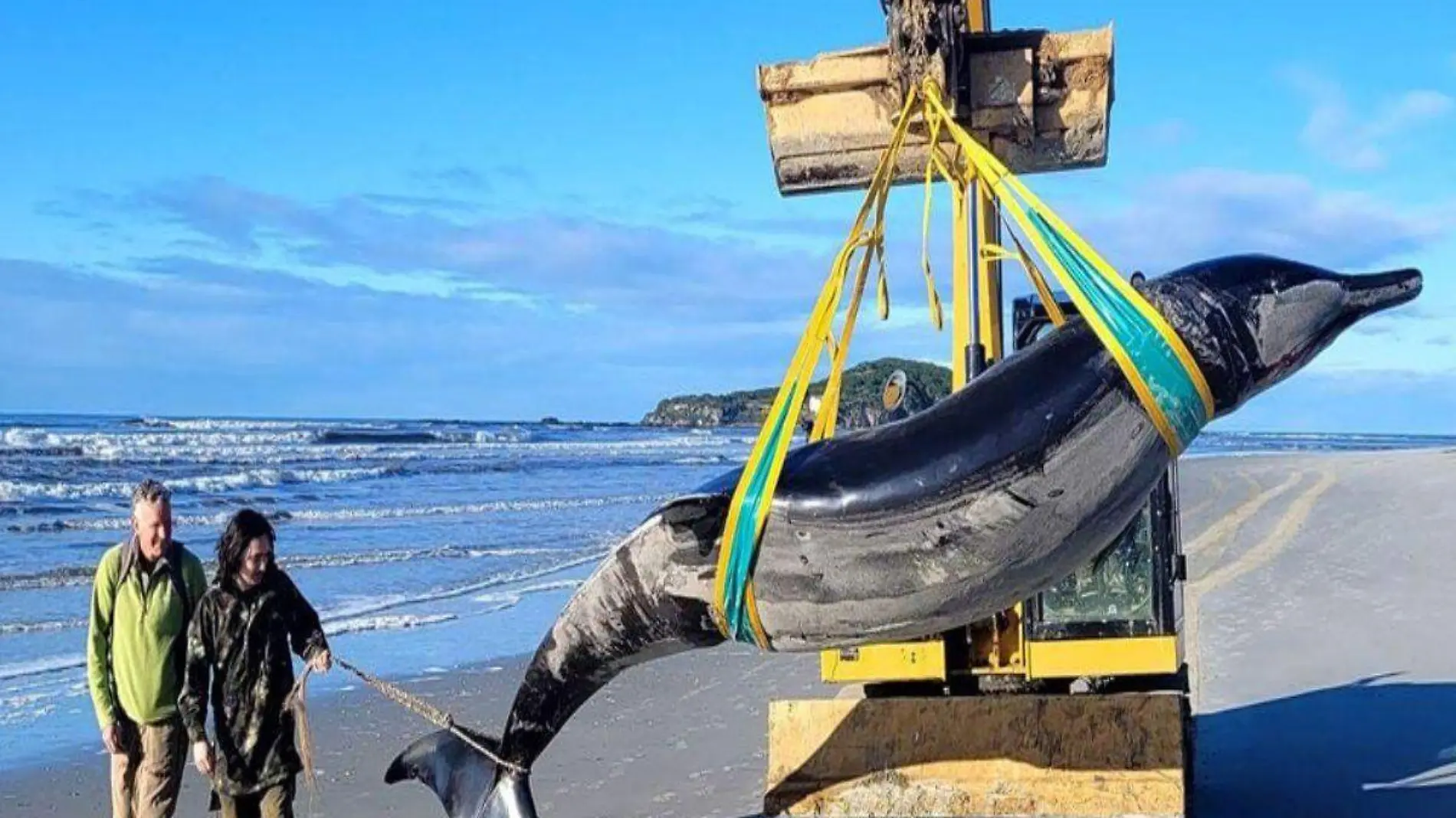 Ballena diente de pala